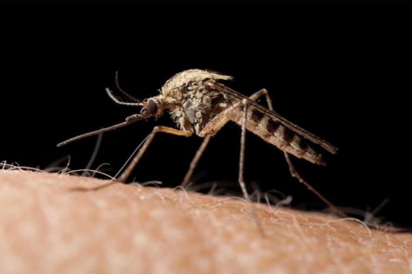 Cum scapi de țânțarii din bucătărie. Metode eficiente și rapide pentru a-i ține departe de casa ta