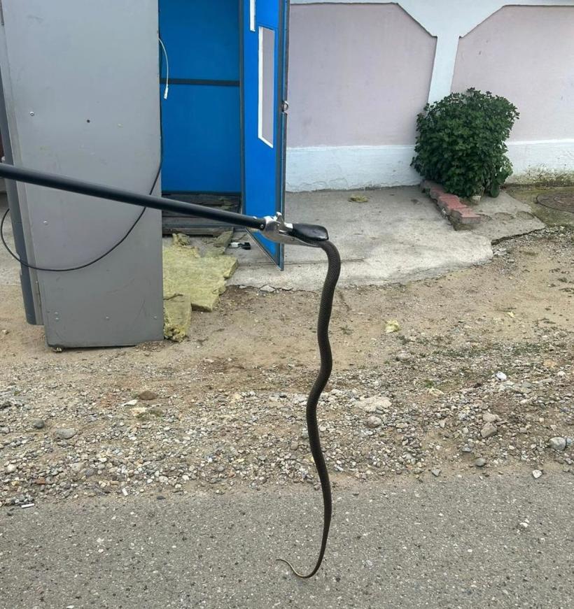 VIDEO Incident bizar în Mehedinți! Un șarpe a fost scos dintr-un aparat de cafea 18846369