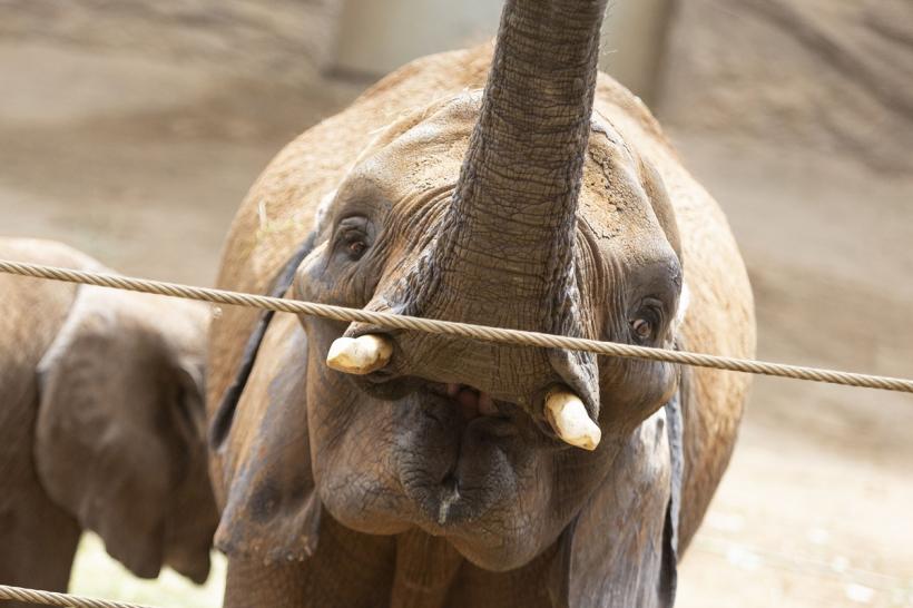 Un elefant thailandez se întoarce acasă după 20 de ani!