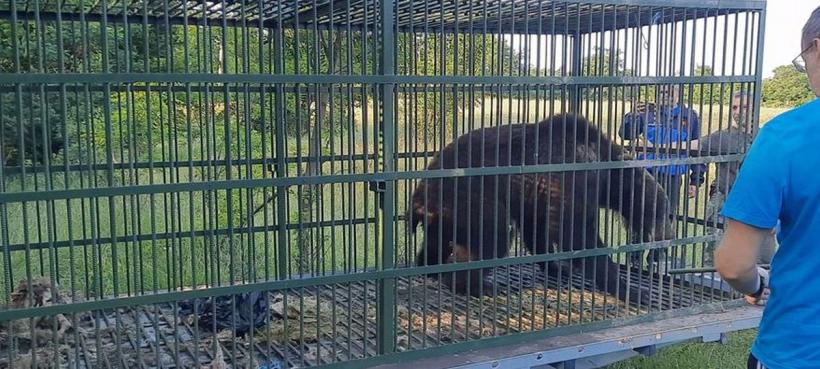 Al doilea urs capturat în Prahova. Animalul a fost relocat