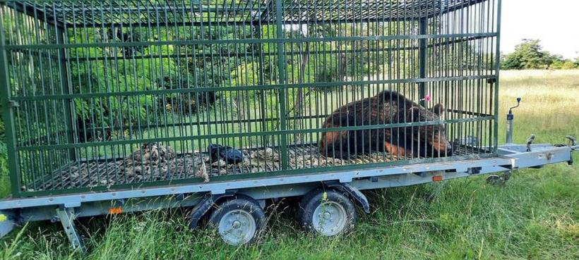 Al doilea urs capturat în Prahova. Animalul a fost relocat 18846679