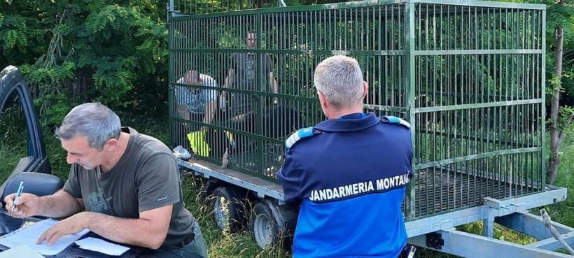 Al doilea urs capturat în Prahova. Animalul a fost relocat 18846680
