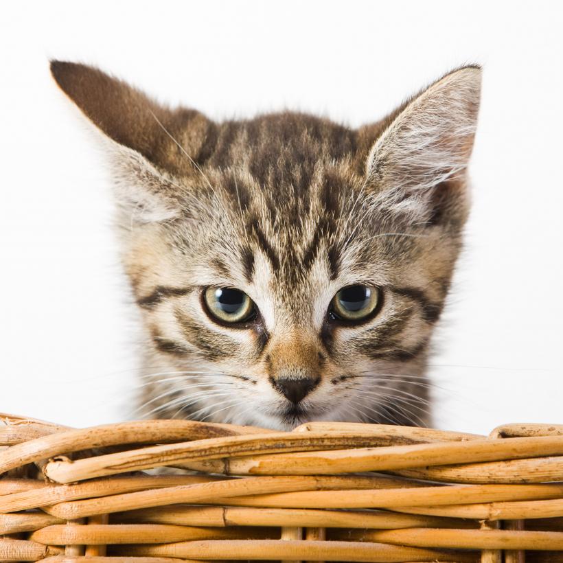10 cele mai rare rase de pisici din lume: Ciudate, deștepte și frumoase
