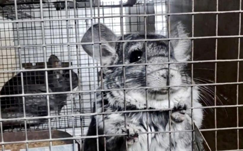 Scandalul interzicerii fermelor de blană 18846997