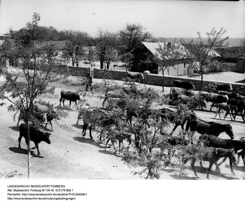 Drăgaica ori Sânzienele - codurile secrete ale sărbătorilor românești 18847248