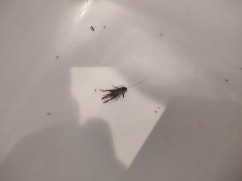 Nenorocire la un restaurant din Costinești! Turiștii sunt serviți cu gândaci, mizerie, mucegai și produse expirate 18847331