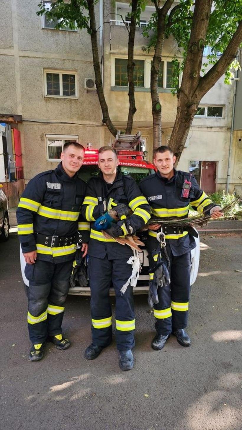 Misiune neobișnuită pentru pompierii militari. Au salvat un păun blocat între blocuri, la Timișoara 18847481
