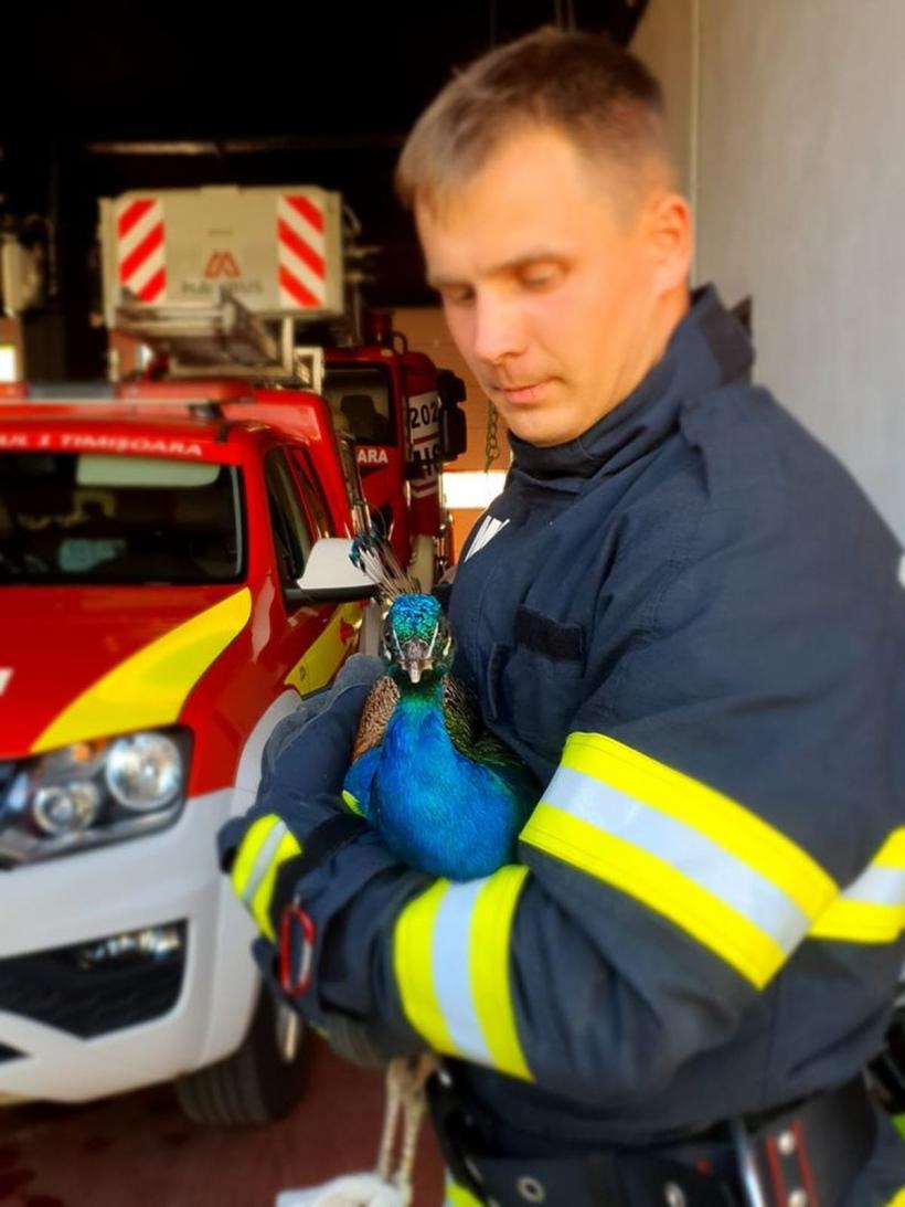 Misiune neobișnuită pentru pompierii militari. Au salvat un păun blocat între blocuri, la Timișoara 18847482