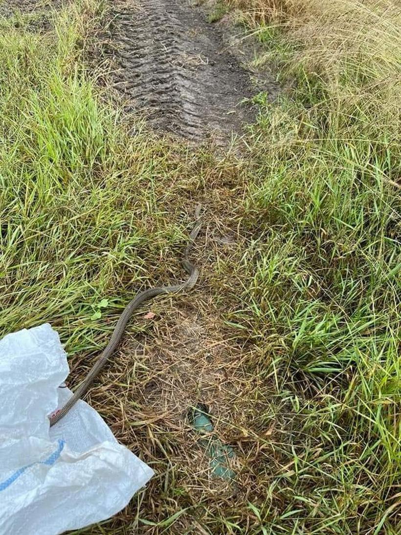 Șarpe de peste un metru, scos de jandarmi dintr-o bucătărie de vară 18847675