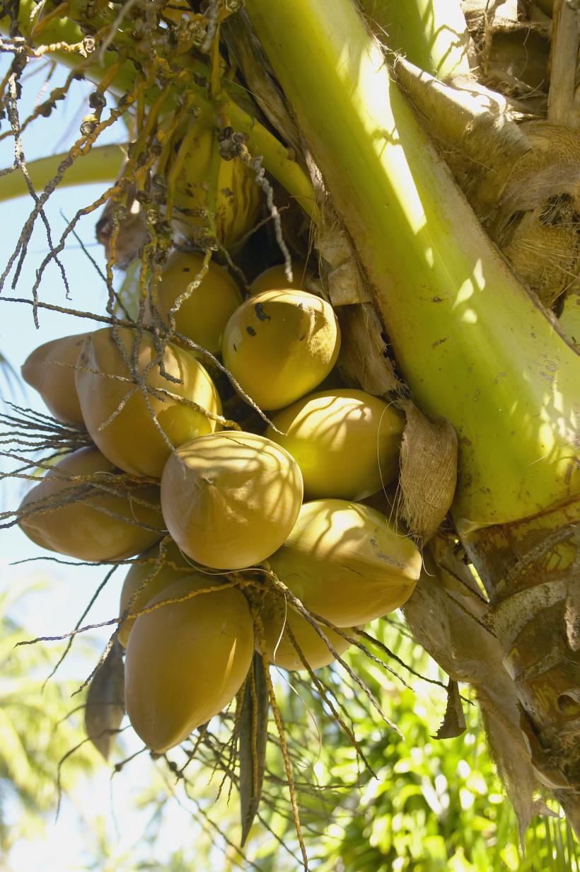 Beneficiile zahărului de cocos asupra organismului. Scade tensiunea arterială și colesterolul. Ajută în curele de slăbire