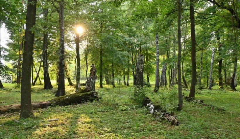 Paranormal! Pădurea din România, despre care se spune că ascunde un portal magic spre altă lume