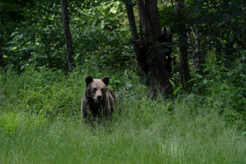 Mesaj RO-Alert: Urs în comuna Oșorhei din Bihor!
