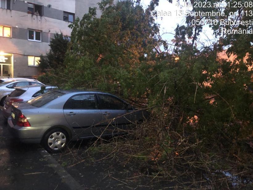 Piedone, mesaj exploziv pentru Nicușor Dan: Arborii bătrâni au făcut pagube. De ce nu ați avizat cele 7.000 de cereri de toaletare sau defrișare? 18848639