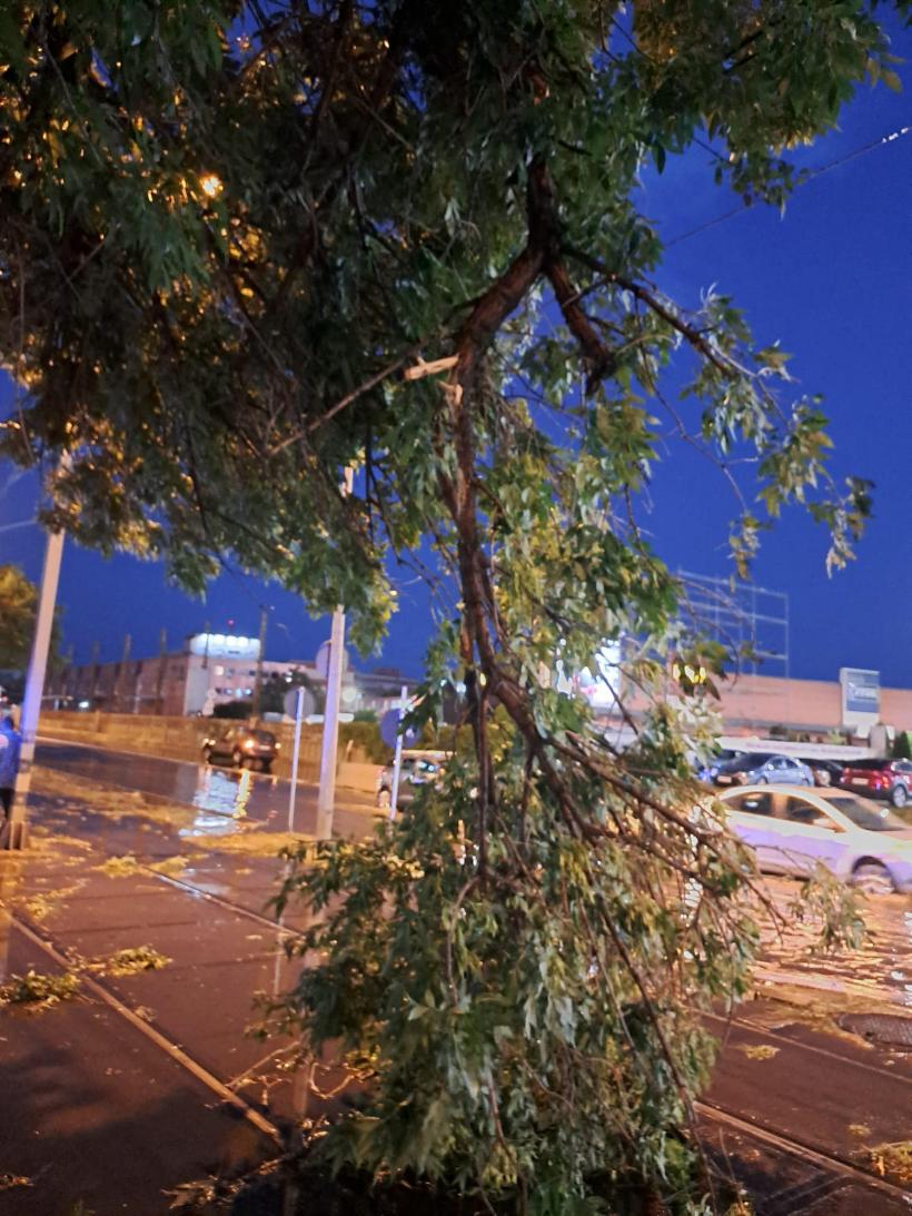 Piedone, mesaj exploziv pentru Nicușor Dan: Arborii bătrâni au făcut pagube. De ce nu ați avizat cele 7.000 de cereri de toaletare sau defrișare? 18848641