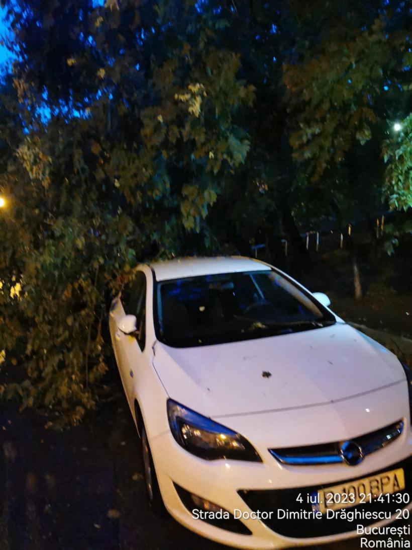Piedone, mesaj exploziv pentru Nicușor Dan: Arborii bătrâni au făcut pagube. De ce nu ați avizat cele 7.000 de cereri de toaletare sau defrișare? 18848642