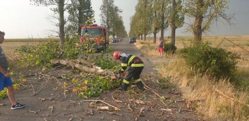 Atenție, traficul rutier este blocat total între Turnu Măgurele și Bechet după ce mai mulți copaci au căzut peste mașini