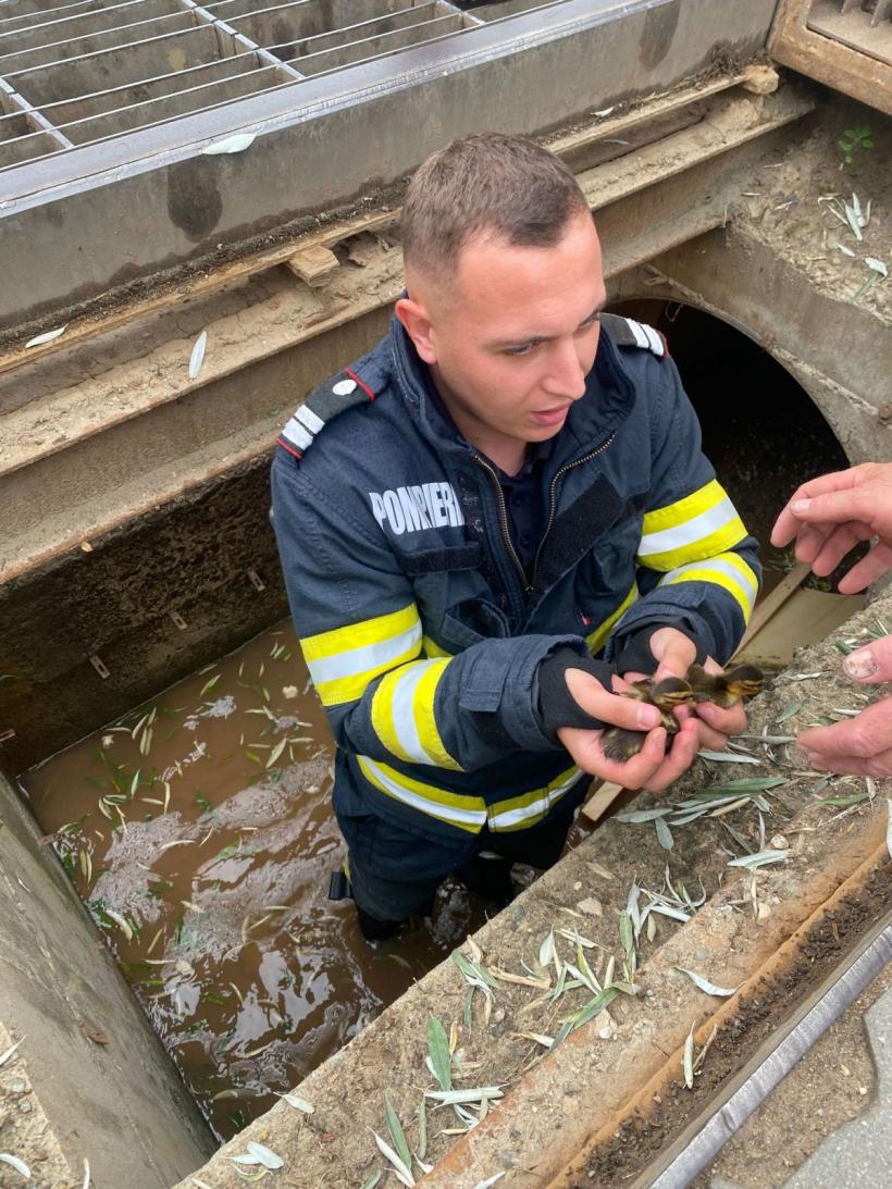 Pompierii din Alba Iulia au salvat doi boboci de rață