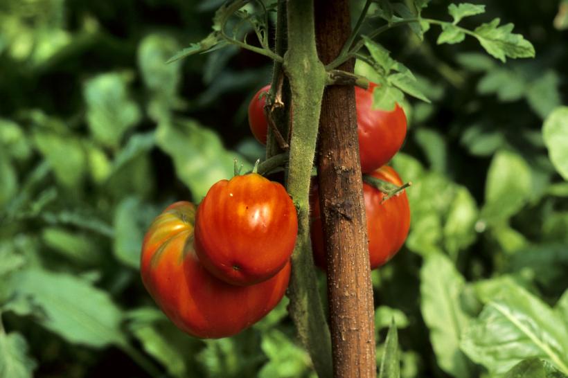 8 beneficii pentru sănătate ale tomatelor. Protejează pielea și reduc riscul de dezvoltare a cancerului