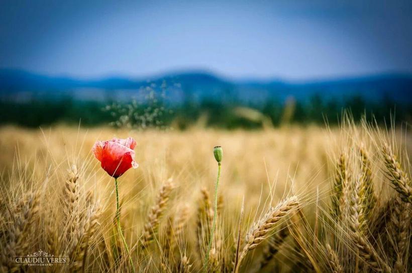 Luna lui „Cuptor”: rădăcini, conotații, enigme 18849467