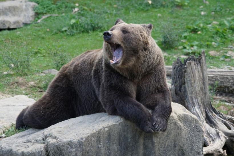 Oamenii atacați de urși dau în judecată oamenii care țin cu urșii