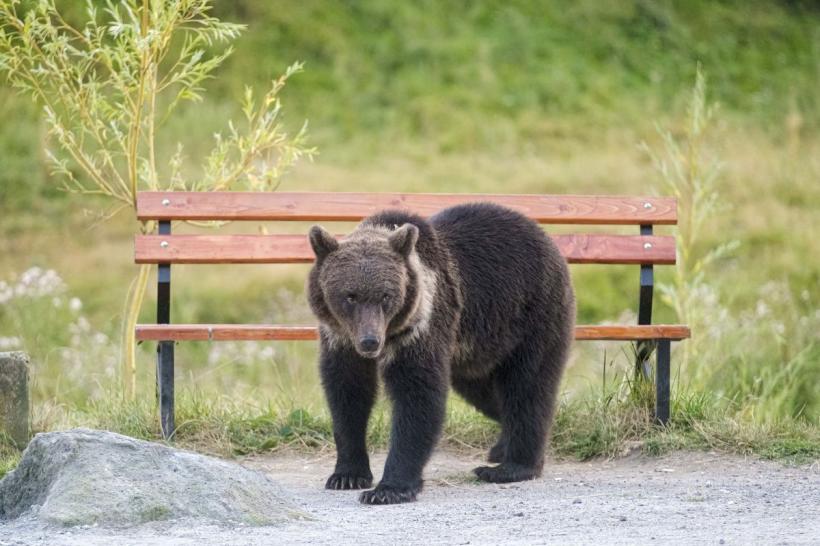 Oamenii atacați de urși dau în judecată oamenii care țin cu urșii 18849649