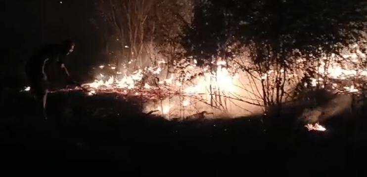 Incendiu uriaș în parcul IOR din București