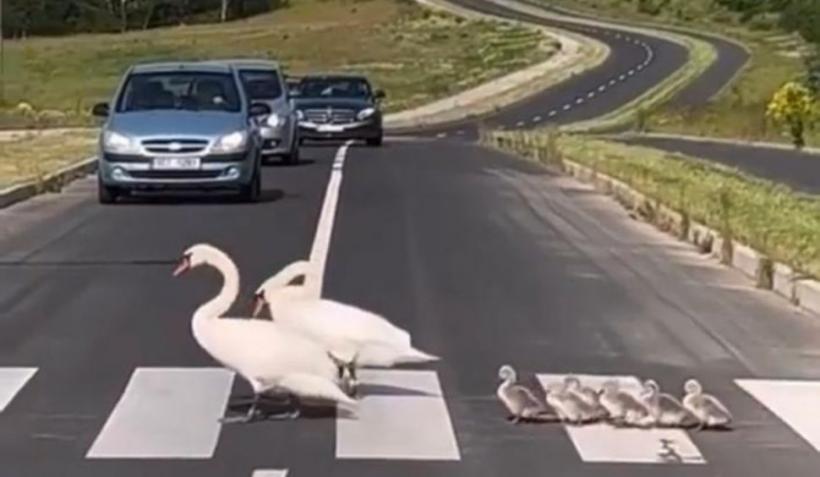O familie de lebede, surprinsă în timp ce traversa strada pe trecerea de pietoni. ”Emoționant!” 18850445