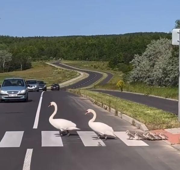 O familie de lebede, surprinsă în timp ce traversa strada pe trecerea de pietoni. ”Emoționant!” 18850446