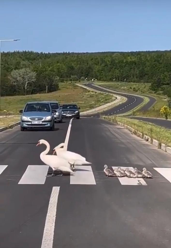 O familie de lebede, surprinsă în timp ce traversa strada pe trecerea de pietoni. ”Emoționant!” 18850447