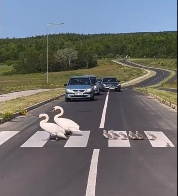 O familie de lebede, surprinsă în timp ce traversa strada pe trecerea de pietoni. ”Emoționant!” 18850448