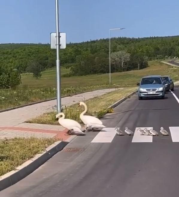O familie de lebede, surprinsă în timp ce traversa strada pe trecerea de pietoni. ”Emoționant!” 18850449