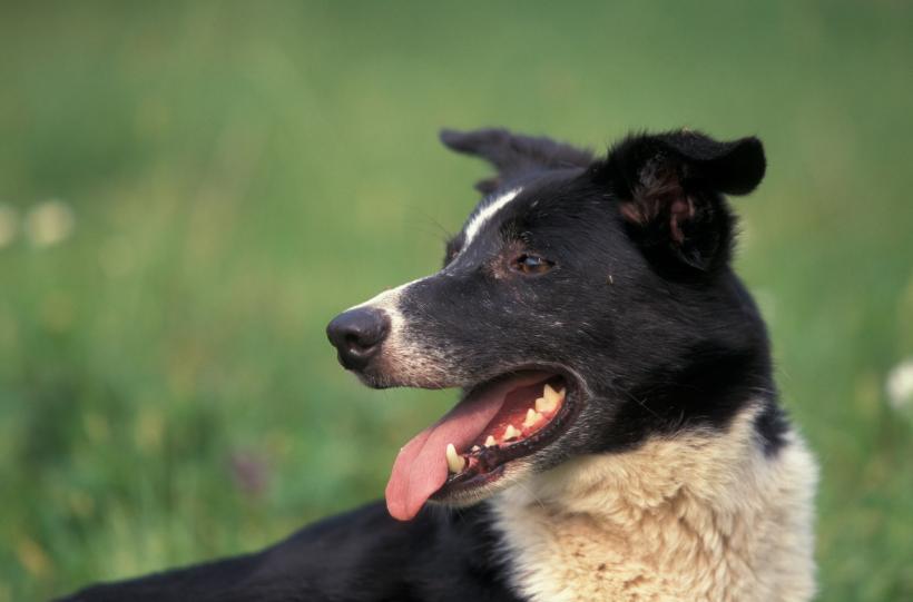 5 cele mai ușor de dresat rase de câini