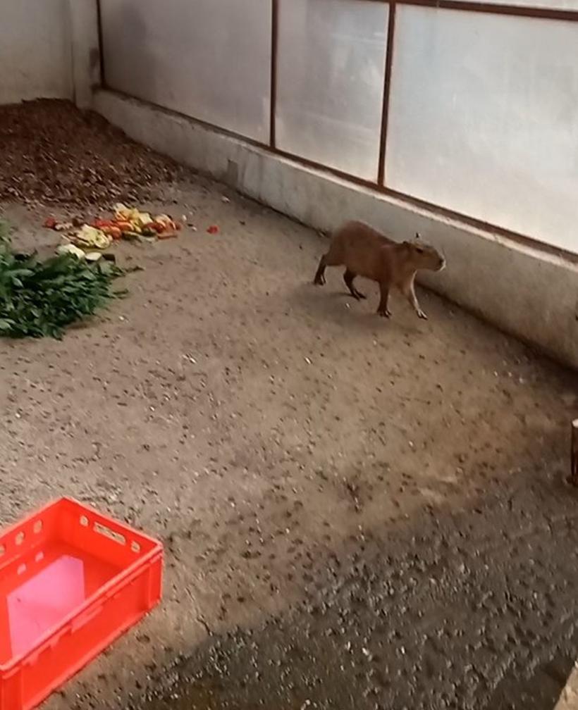 Noi specii de animale la Grădina Zoologică din Târgu Mureș 18851031