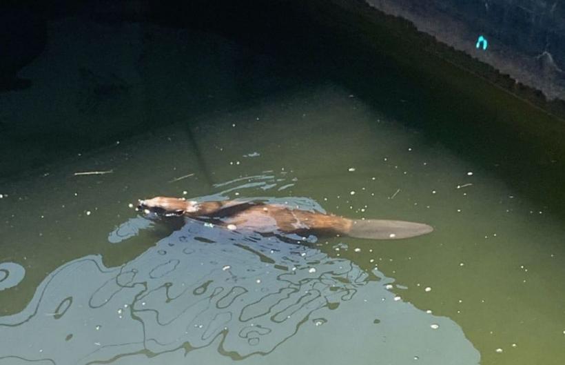 Castorul Billy, salvat de pompierii hunedoreni 18851072