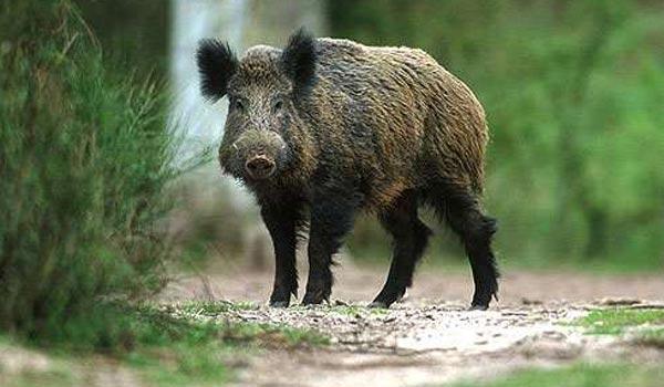 Cascadorii râsului: Leoaica pe care o căutau 120 de polițiști prin Berlin este de fapt un mistreț 18851058