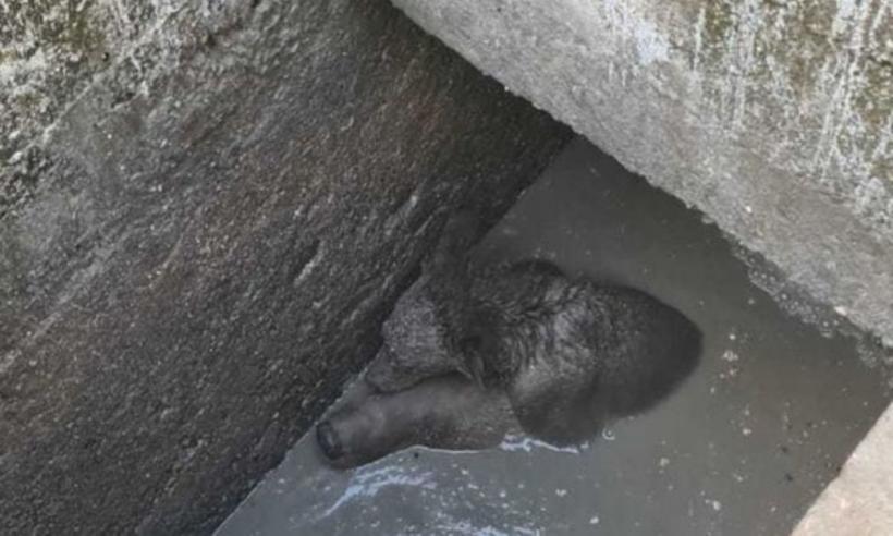 O ursoaică a căzut într-o fosă din Sinaia și și-a ținut puiul pe creștet pentru a-l proteja
