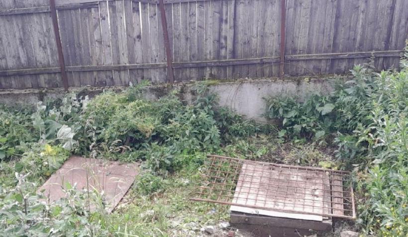 O ursoaică a căzut într-o fosă din Sinaia și și-a ținut puiul pe creștet pentru a-l proteja 18851120