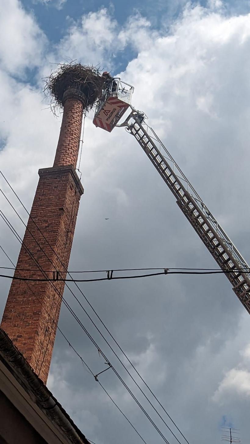 Pui de barză, salvat după ce a rămas captiv într-o instalație de paratrăsnet 18851240