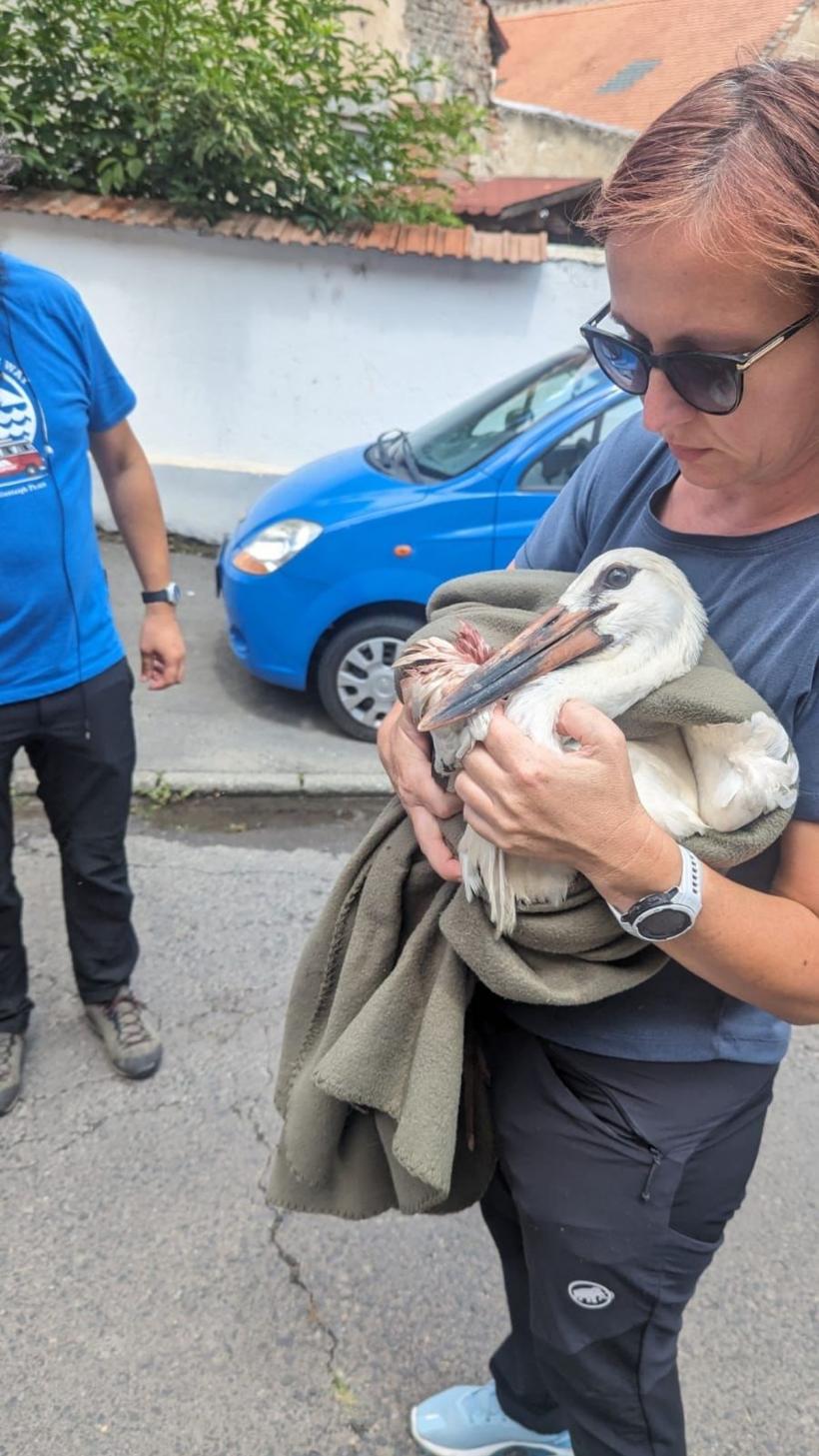 Pui de barză, salvat după ce a rămas captiv într-o instalație de paratrăsnet 18851241