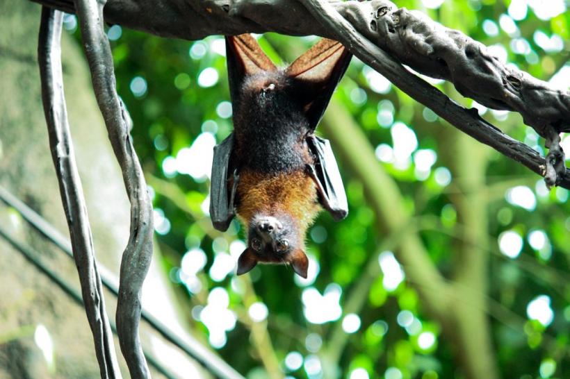 Lovitura de adio a ministrului Tánczos Barna: UDMR a aruncat toate broscuțele, vulpile și păsările în calea șantierelor din România 18851246