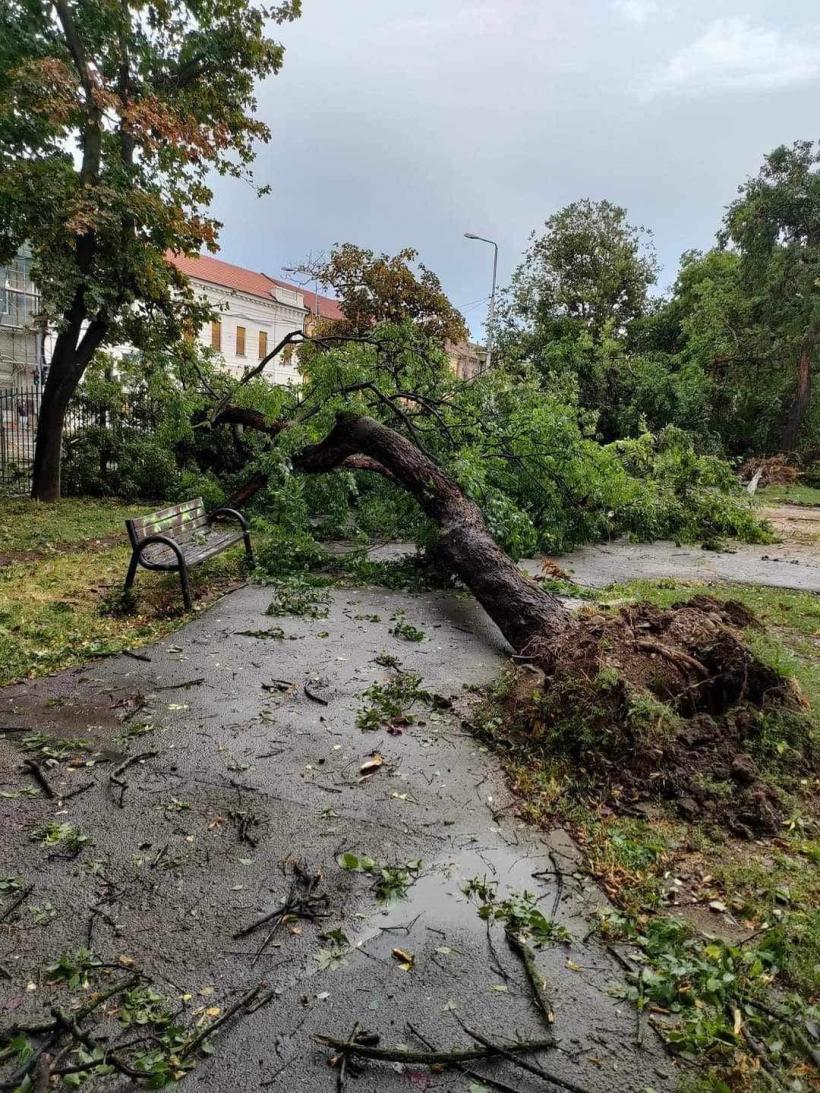 Oradea, devastată de furtună: Acoperișul Bibliotecii Universității a fost distrus, copacii au fost smulși din rădăcini, iar 16 mașini parcate în Aeroport au fost făcute praf 18851615