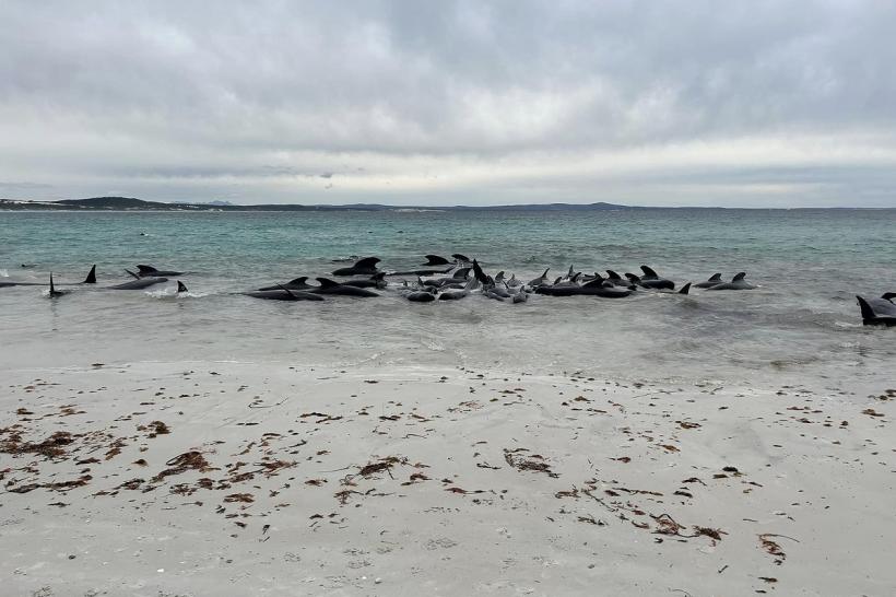 100 de balene au eșuat pe o plajă din Australia. Zeci dintre acestea au murit