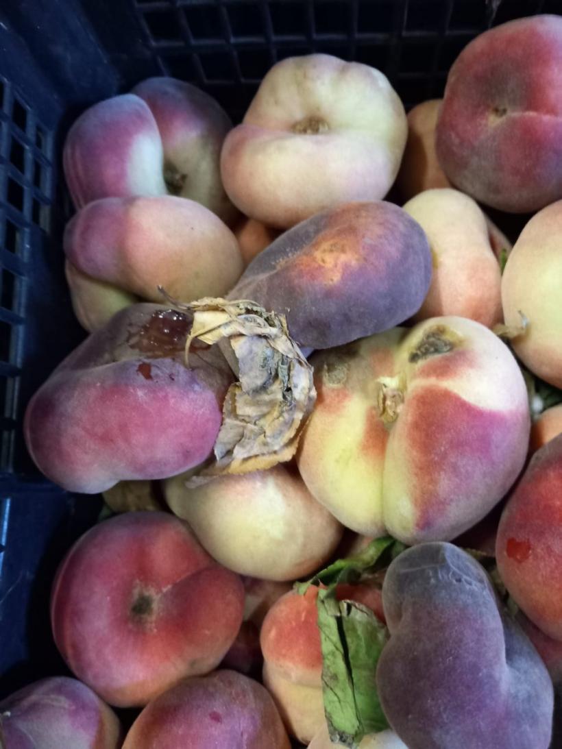 Rugină, mizerie, fructe stricate la o firmă de catering din Constanța care asigura mâncarea pacienților din spitale