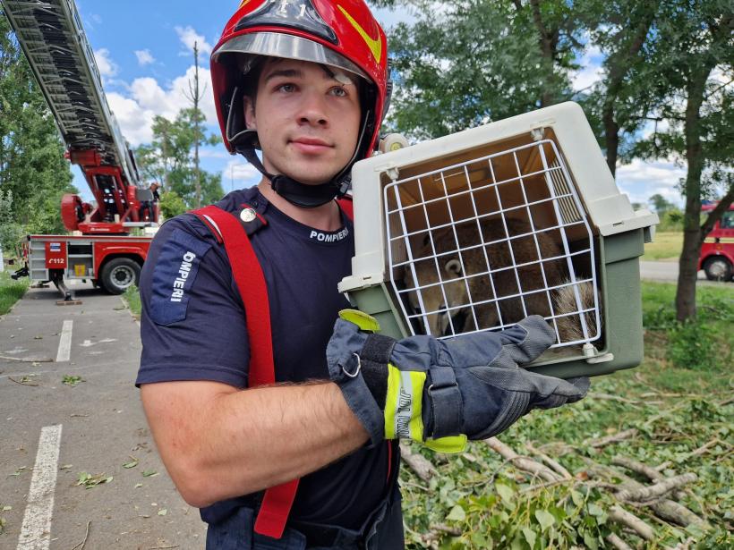 Povestea ursulețului trompetar care a fugit de la Zoo Oradea în timpul furtunii 18851900