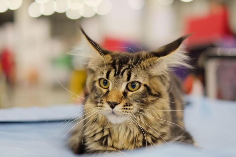 10 cele mai inteligente rase de pisici și cum le poți dresa