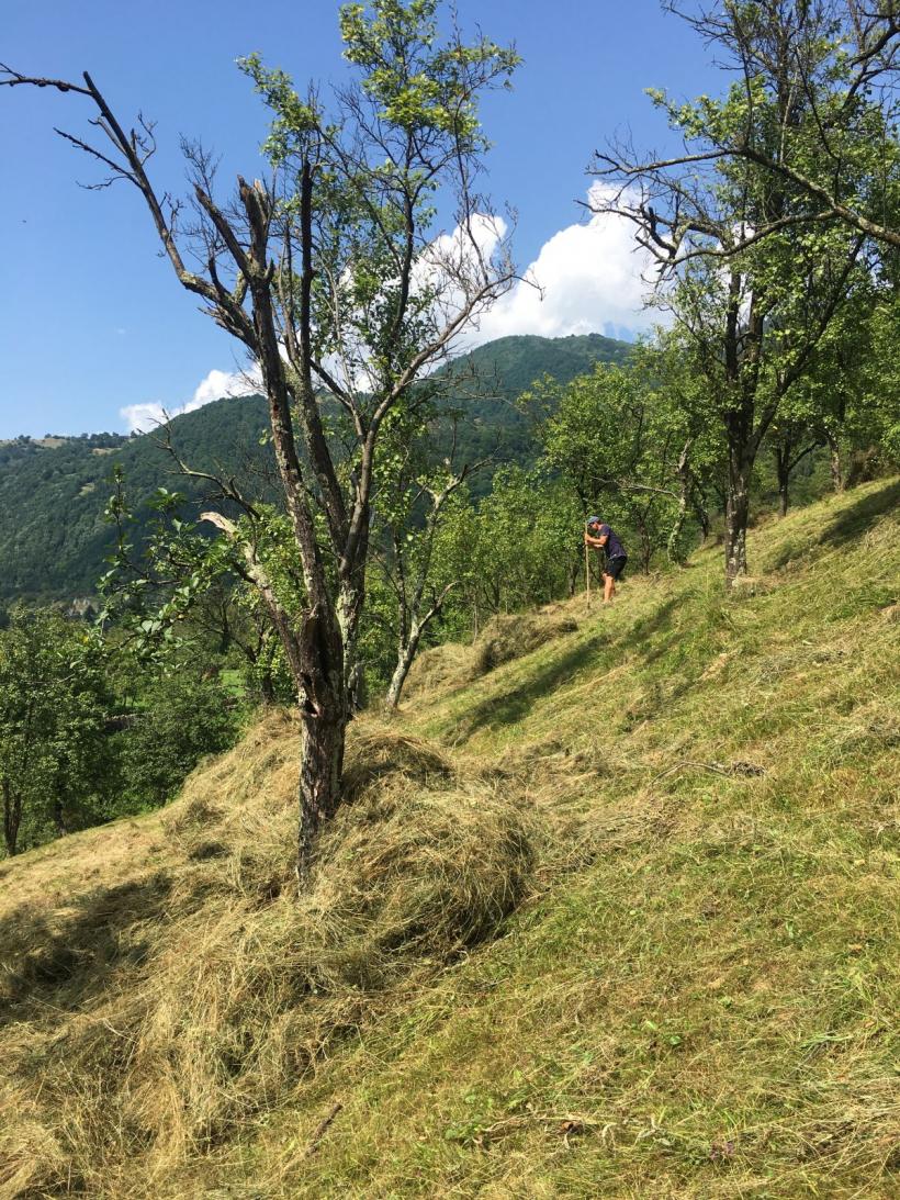 Vedere dintr-un sat legendar: Câinenii Mici 18851882