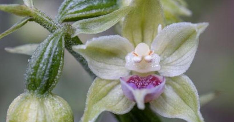 O nouă specie de orhidee a fost descoperită în Munții Bucegi
