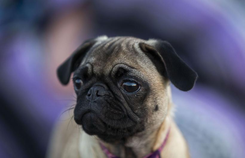 Top 5 cele mai liniștite rase de câini. Cei mai relaxați și calmi patrupezi
