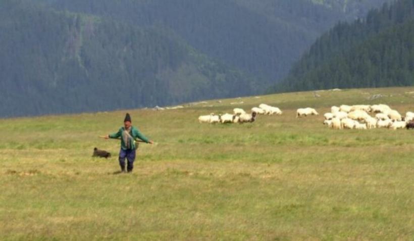 Ciobanul cu facultate de pe Transalpina: „Tot cu oile îmi place mai mult. Să dorm în cojoc, sub cerul liber” 18852565