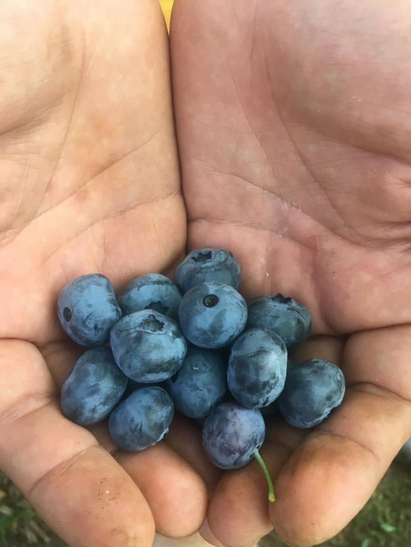 Goana după afine pe Valea Urii 18852616